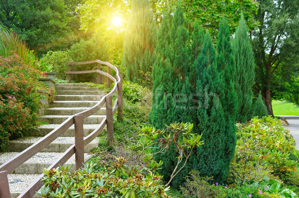 beautiful summer park and sunrise Stock photo © alinamd