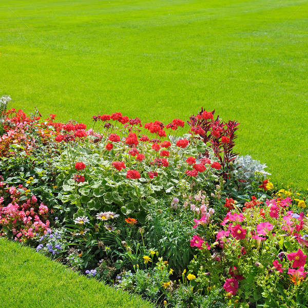 Belo brilhante jardim flores grama natureza Foto stock © alinamd