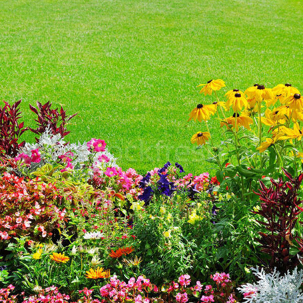 summer flower bed and green lawn Stock photo © alinamd