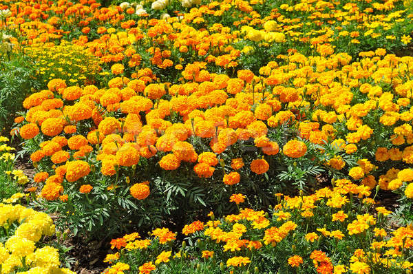 beautiful background of yellow marigolds Stock photo © alinamd