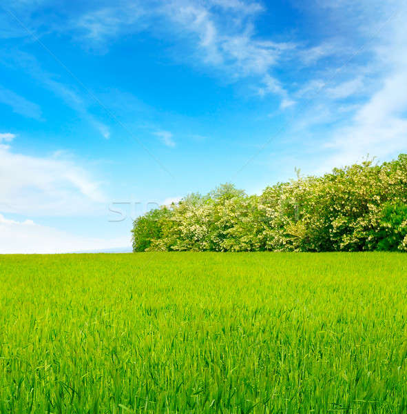 wheaten field, blue sky and locust tree. Stock photo © alinamd