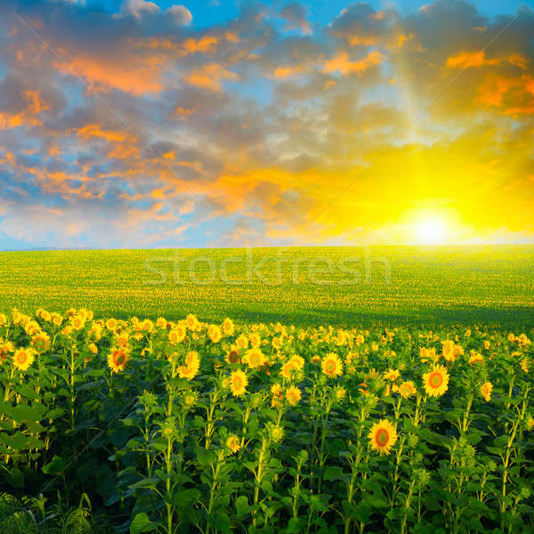 Foto d'archivio: Campo · girasoli · sunrise · fiore · nubi · natura