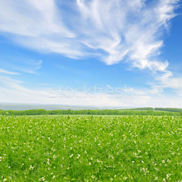 green field and blue sky with light clouds Stock photo © alinamd