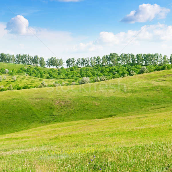 Terrein blauwe hemel voorjaar gras natuur landschap Stockfoto © alinamd