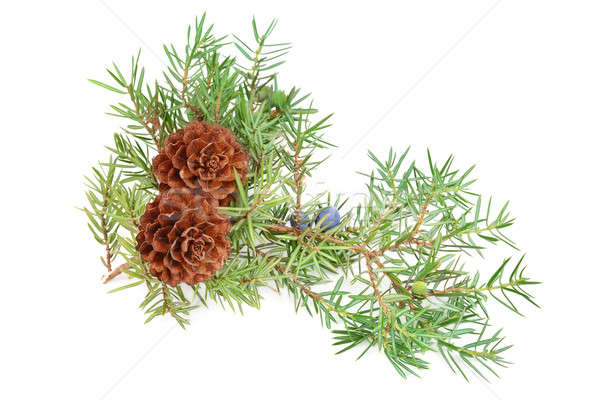 cones of spruce and juniper branchlet Stock photo © alinamd