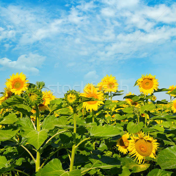 Sunflower against the blue sky and a blossoming field Stock photo © alinamd