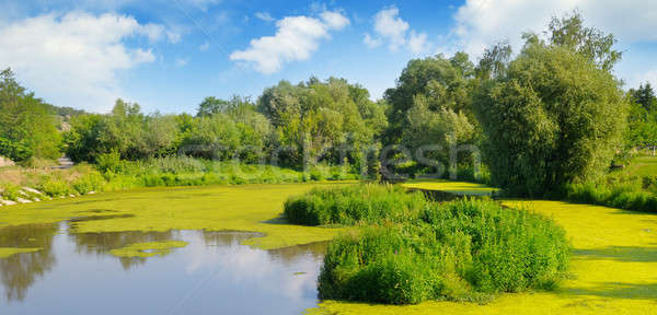 Wet lake with aquatic vegetation. Stock photo © alinamd