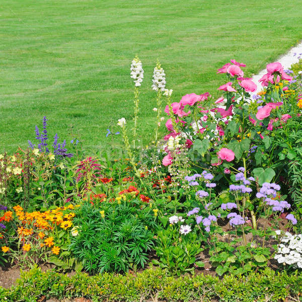 beautiful flower bed and green grass Stock photo © alinamd