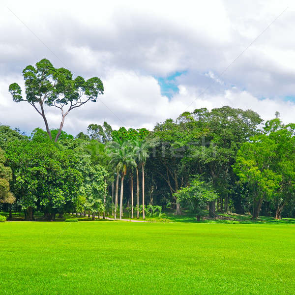 Park grünen Wiese blauer Himmel Baum Wolken Stock foto © alinamd