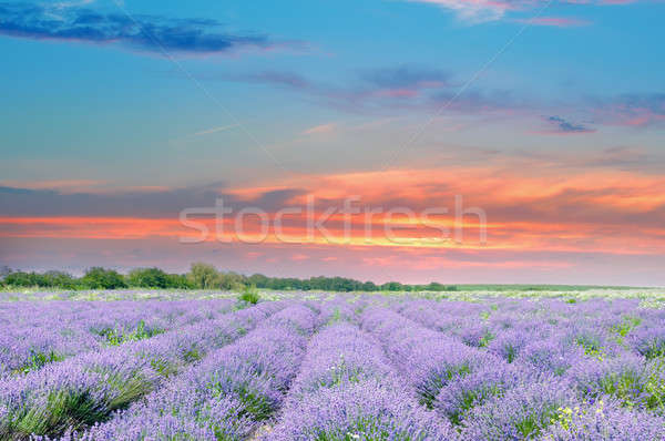 Domaine floraison lavande sunrise ciel fleur [[stock_photo]] © alinamd