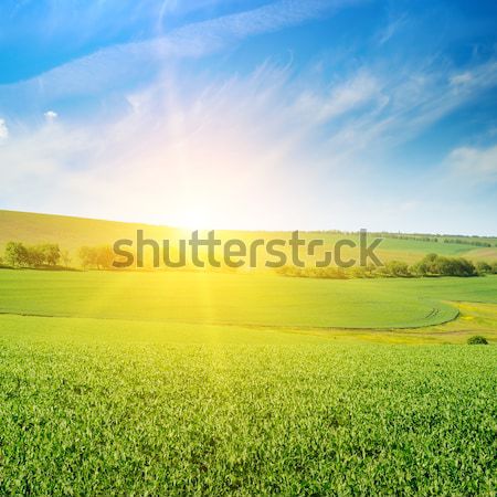 wheat field and sun in blue sky Stock photo © alinamd