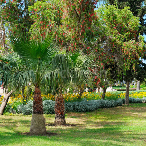 Stock photo: tropical palm trees and green lawn