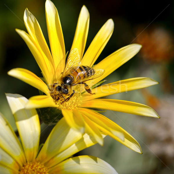 Méh gyönyörű virág textúra természet kert Stock fotó © alinamd