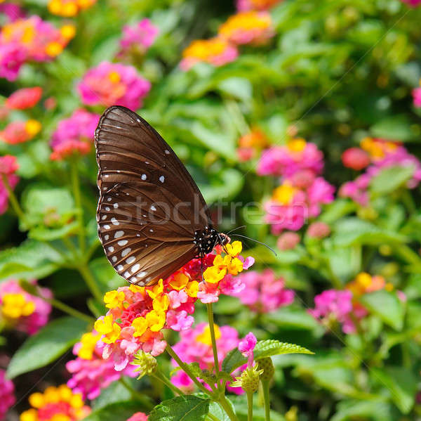 Stock fotó: Pillangó · virágok · gyönyörű · tavasz · fény · kert