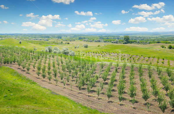 orchard, agricultural land and blue cloudy sky Stock photo © alinamd