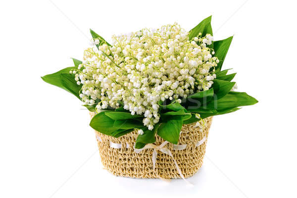 Lírios vale isolado branco flor flores Foto stock © alinamd