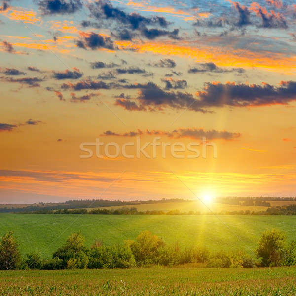 corn field and sunrise on blue sky Stock photo © alinamd