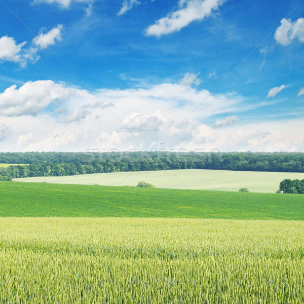 Foto stock: Campo · de · trigo · blue · sky · primavera · grama · sol · verão