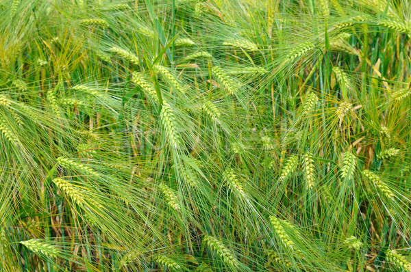 ярко пшеницы ушки природы дизайна красоту Сток-фото © alinamd