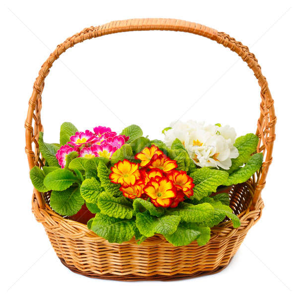 primrose in a basket isolated on white background Stock photo © alinamd