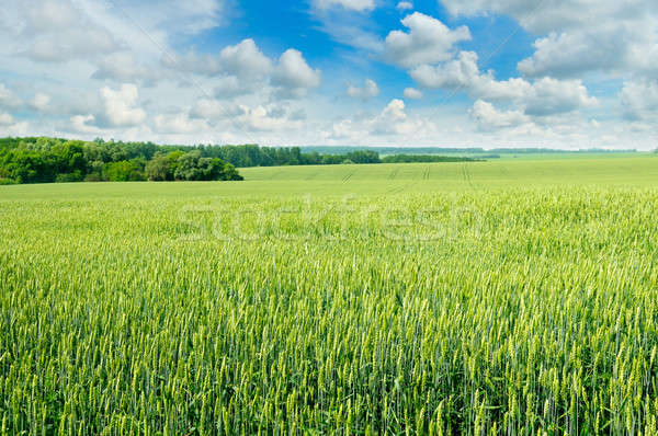 field and blue sky with light clouds Stock photo © alinamd