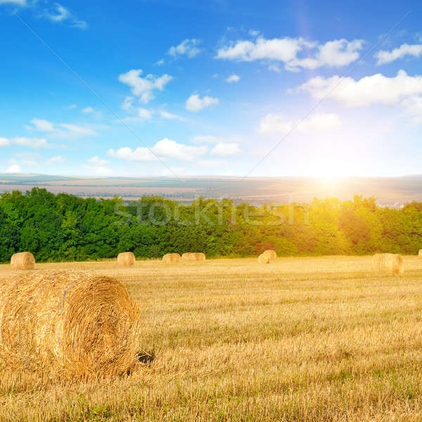 Słomy pole pszenicy Świt niebo Błękitne niebo słońce Zdjęcia stock © alinamd