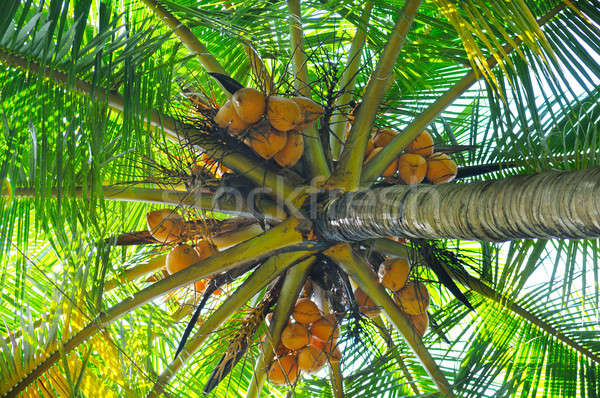coconut tree background Stock photo © alinamd