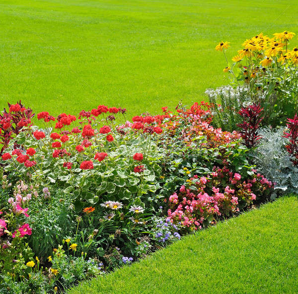 beautiful background of bright garden flowers Stock photo © alinamd