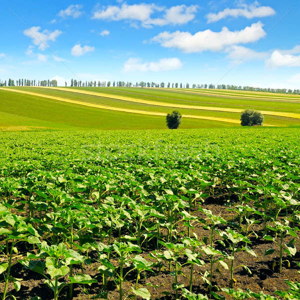 field sprouts sunflower and blue sky Stock photo © alinamd