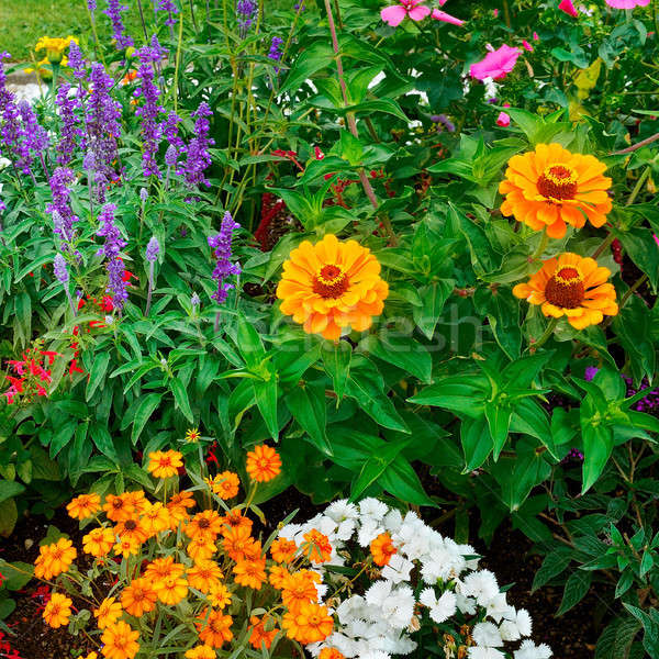background of bright garden flowers Stock photo © alinamd