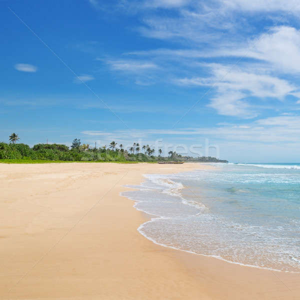 Océan coco palmiers rive ciel eau [[stock_photo]] © alinamd