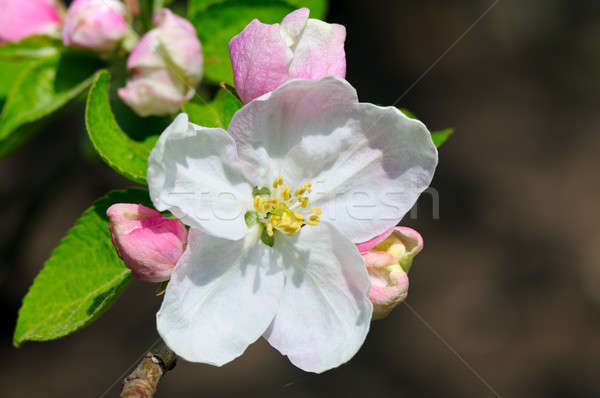 Flowers and buds of apple trees on a dark background. Stock photo © alinamd