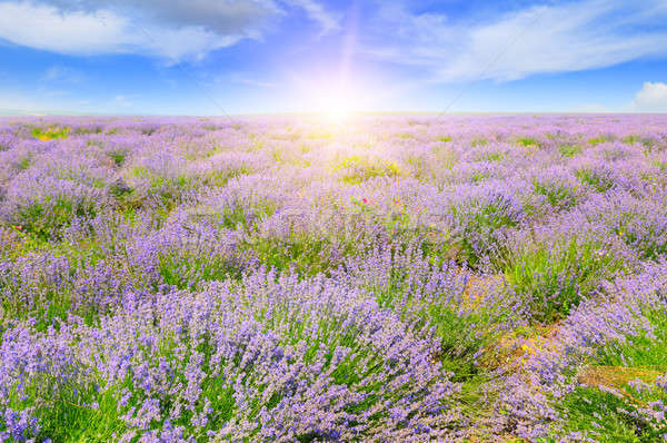 Field with blooming lavender and sunrise Stock photo © alinamd