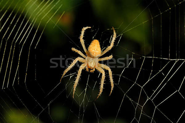 Stockfoto: Spinnenweb · gevaarlijk · nacht · licht · ontwerp · kruis