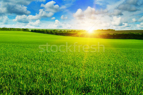Stock photo: wheat field and sunrise in the blue sky