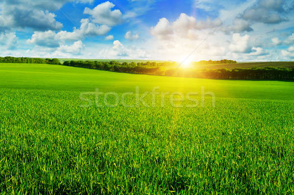 wheat field and sunrise in the blue sky Stock photo © alinamd