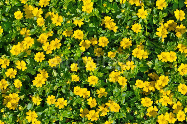 beautiful background of bright flowers Stock photo © alinamd