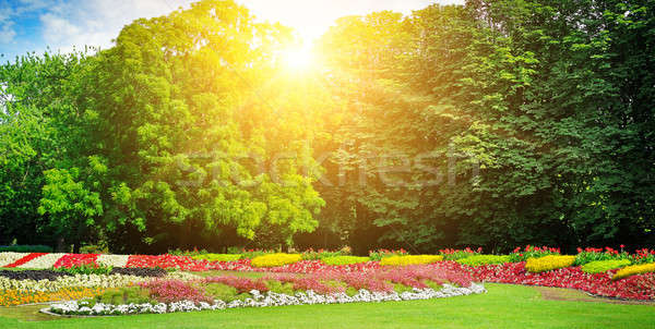 Fiori parco estate bella sole ampia Foto d'archivio © alinamd