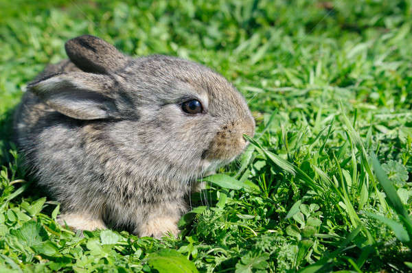 Stockfoto: Weinig · konijn · groen · gras · baby · haren · dieren