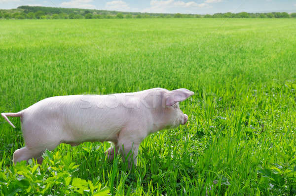 funny pig on a green grass Stock photo © alinamd