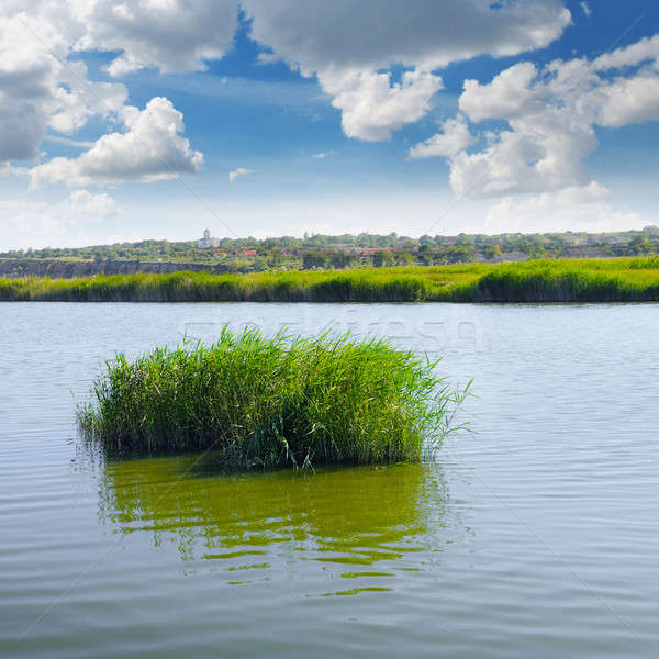 thickets of reeds on the lake Stock photo © alinamd