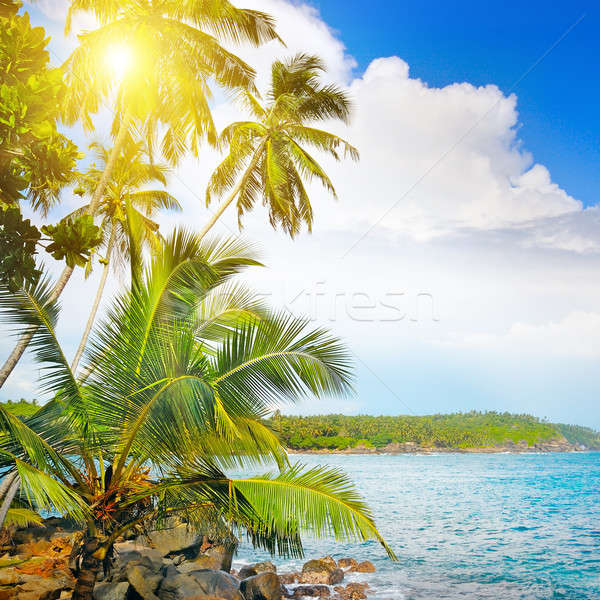 ocean and tropical palm trees on the shore Stock photo © alinamd