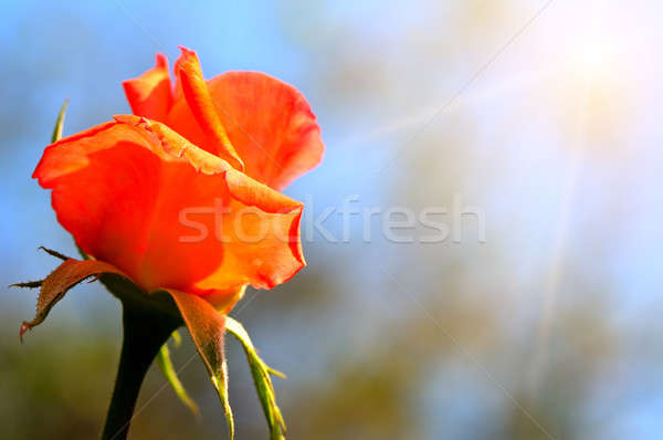 Capullo de rosa cielo azul flor primavera aumentó naturaleza Foto stock © alinamd