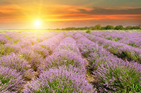 Domaine floraison lavande sunrise ciel fleur Photo stock © alinamd