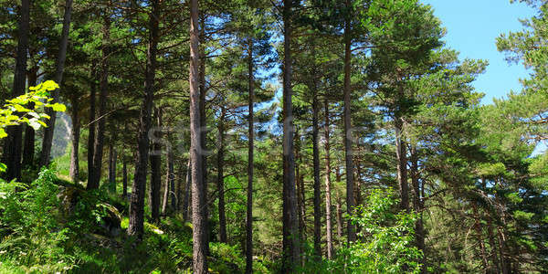 pine wood on hillside Stock photo © alinamd
