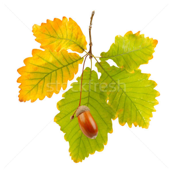 acorns and oak leaves isolated on white background Stock photo © alinamd