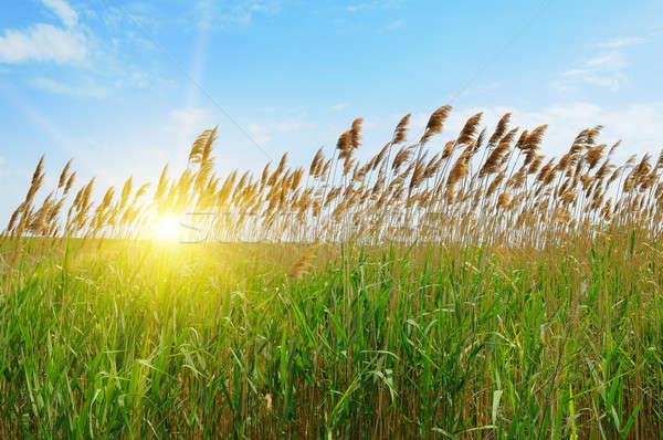 thicket of reeds over blue sky background Stock photo © alinamd