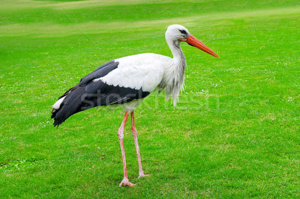 Storch grünen Rasen Gras Landschaft home Stock foto © alinamd