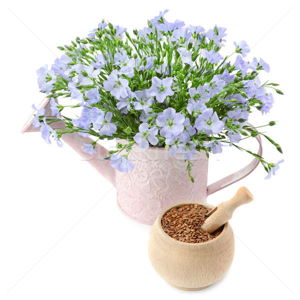 flax seeds and flowers isolated on white background Stock photo © alinamd