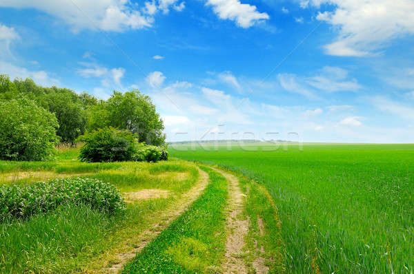 области Blue Sky весны трава дороги Сток-фото © alinamd